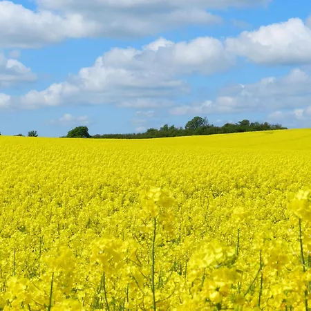 Alt Reddevitz 게스트하우스 4*